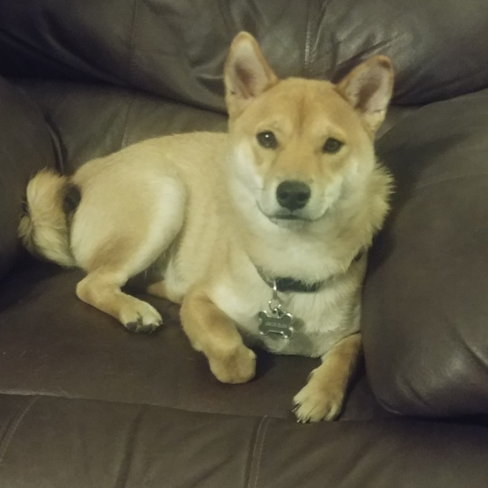 Meet your Posher, Shannon